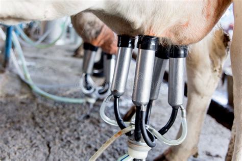 Cow Milking Facility and Mechanized Milking Equipment. Dairy Farm Stock ...