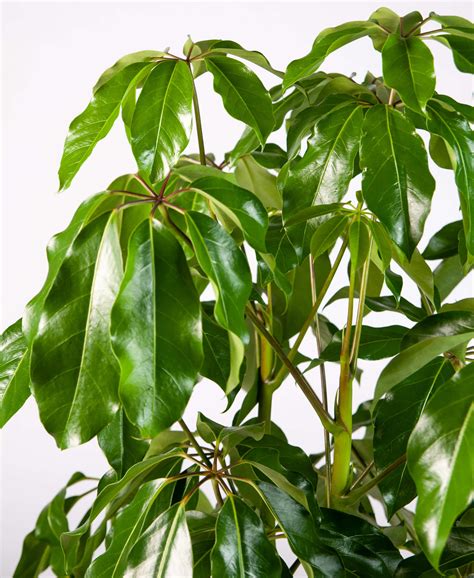 Are Schefflera Flowers Toxic | Best Flower Site