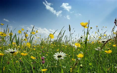 🔥 Download Spring Flower Field Widescreen Wallpaper Wide by @pamelab ...