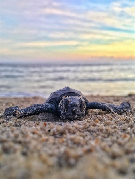 🔥 [30+] Beach Turtle Wallpapers | WallpaperSafari