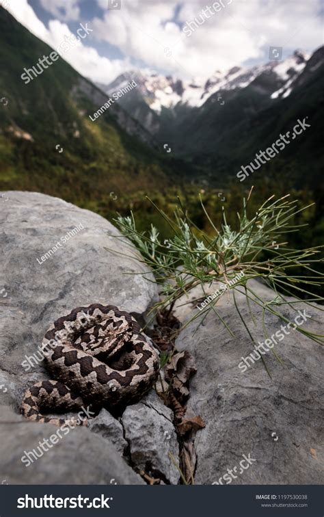 Poskok Images, Stock Photos & Vectors | Shutterstock