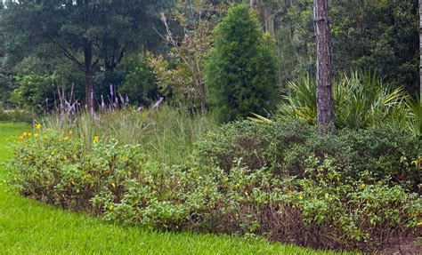 How to start a Florida native plant garden | Plant City Observer