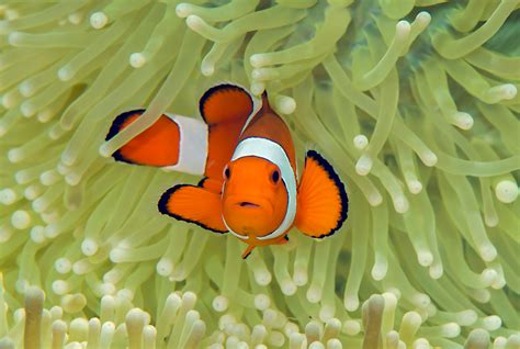 Environmental DNA reveals the diversity of coral reef fish - Earth.com