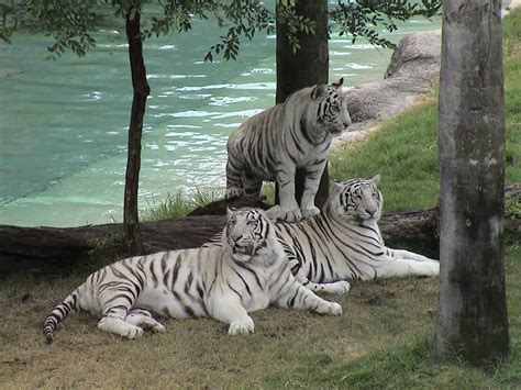 wallpaper zone: White Tigers Free Desktop Wallpaper, White Tigers Zoo ...