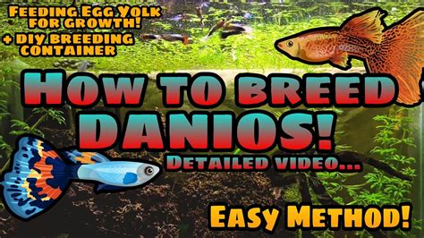 HOW TO BREED DANIOS | DETAILED VIDEO | DIY BREEDING CONTAINER | FEEDING ...