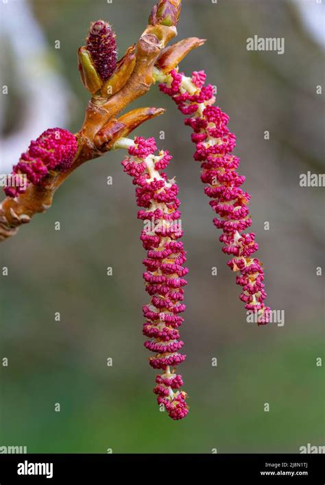 Male flowers of Populus nigra subsp. betulifolia Stock Photo - Alamy