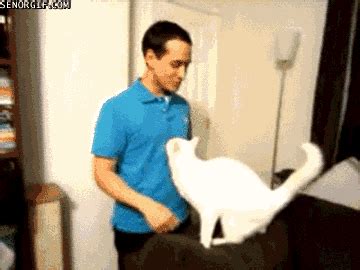 Cat Hug GIF by Cheezburger - Find & Share on GIPHY