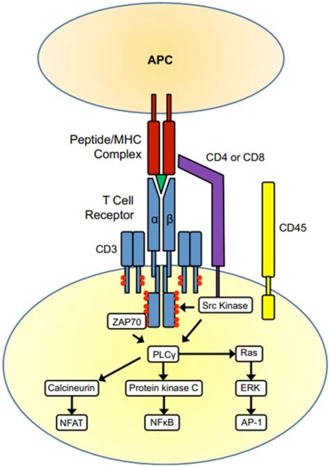 T cell activation. The TCR complex (TCR α and β chain | Open-i