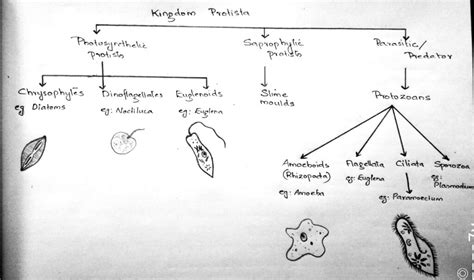 Kingdom Protista - W3schools