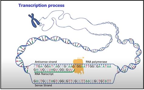 What are Transcription factors - geneXplain