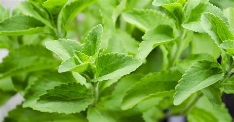 Stevia Plant Growing & Care Guide - The Garden Magazine