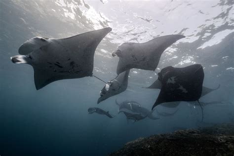 How do manta rays give birth? - Manta Ray Advocates Hawaii