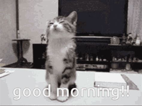 Kitten Sleepy GIF - Kitten Sleepy Good Morning - Discover & Share GIFs