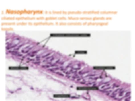 SOLUTION: Histology of the pharynx - Studypool