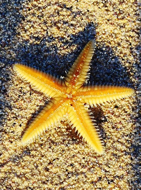 Starfish! | Sea creatures, Exotic pets, Ocean life