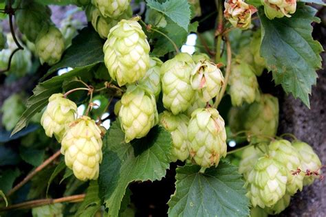 HOP PLANT: Uses and Benefits - FREAK of NATURAL