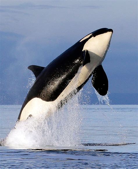 Orcas Sink Another Boat In Europe, And The Behavior Is Spreading ...