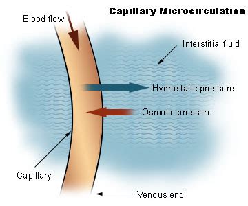 18.8A: Capillary Dynamics - Medicine LibreTexts