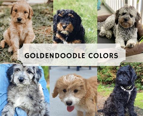 Types of Goldendoodle Colors - With Pictures! (2023) - We Love Doodles