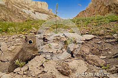 Southern Mountain Cavy In Habitat Royalty Free Stock Image - Image: 5247656