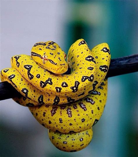 Baby Green Tree Python (natural colour, as they get older they turn ...