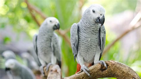 Species Spotlight: Grey Parrot — Defend Them All Foundation