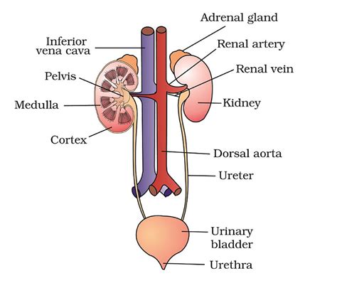 Excretory System: Functions, Organs, Structure and Facts - Sciencemojo