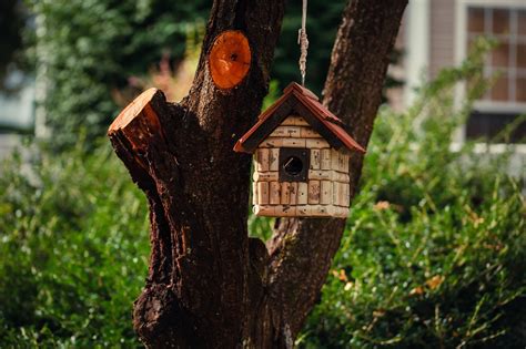 Bird House Tree Backyard Nest - Free photo on Pixabay