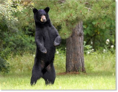 Black bear attacks man in Lincoln National Forest, New Mexico — Earth ...