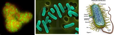 Archaea - The Kingdoms