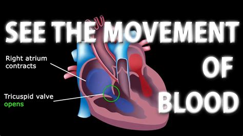 The Pathway of Blood Flow Through the Heart, Animation. - YouTube