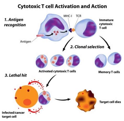 T Cells - The Definitive Guide | Biology Dictionary