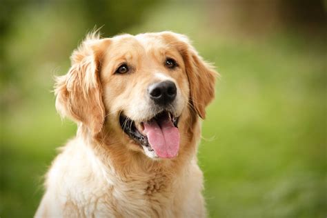 Golden Retriever Dog Breed Information, Images, Characteristics, Health