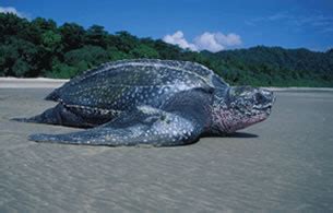 Las Baulas Marine National Park Costa Rica - CRinfolink.com