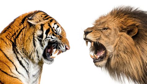 Lion Vs Tiger Fight