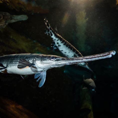 Longnose Gar - Georgia Aquarium