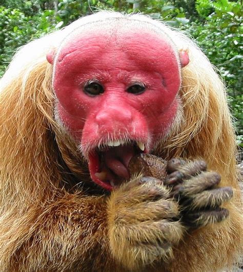 Bald Uakari - New England Primate Conservancy | Uakari, Primates ...