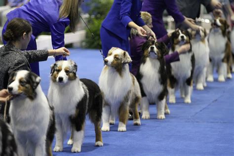 Conformation Dog Shows - American Kennel Club