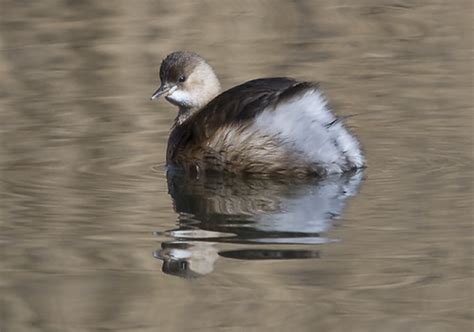 Little Grebe (Winter Plumage) - Tachybaptus ruficllis | Flickr