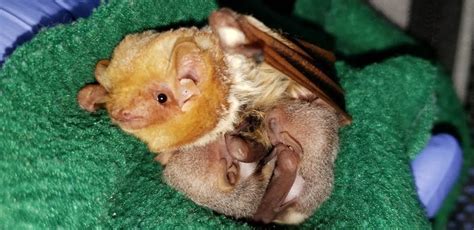 Bat Rehabilitation: Caring for Mothers and Pups - Bat World MidCities