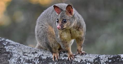 Discover The Largest Possum In The World - Wiki Point