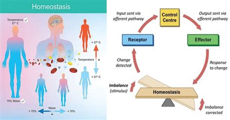 Homeostasis Esquema