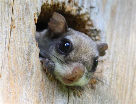 Baby Flying Squirrel Playing Peek A Boo | I was walking by o… | Flickr