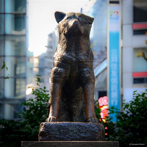 The Story of Hachiko, The Loyal Dog | Amusing Planet