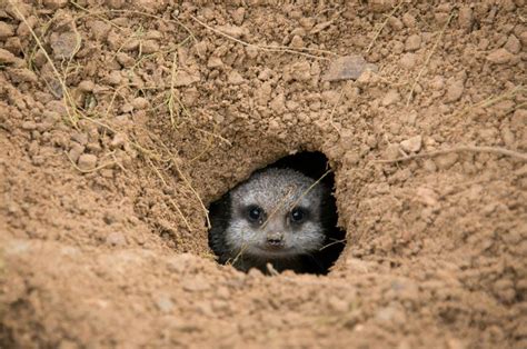 24 Brilliant Burrowing Animals