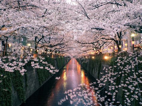 Japan Cherry Blossom Wallpapers - Top Free Japan Cherry Blossom ...