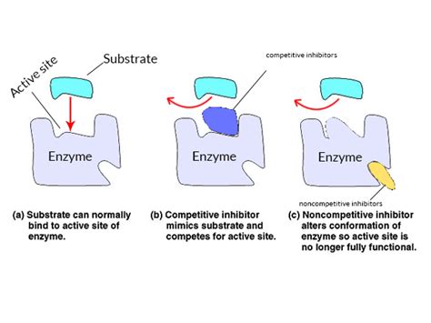 Competitive Enzyme Inhibitor Is A Molecule That Bind Stock Vector By ...