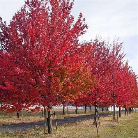 Red Maple Trees for Sale at Arbor Day's Online Tree Nursery - Arbor Day ...