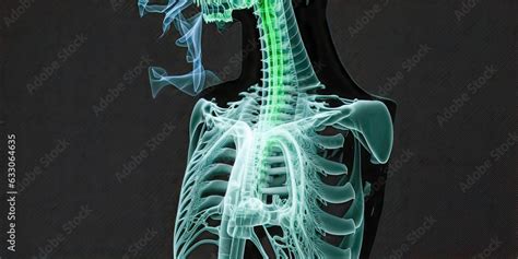 X-ray of esophagus: An image of the tube that connects the throat to ...