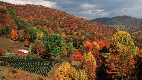 Fall foliage 2021: Map shows when leaves will change in NC | Charlotte ...